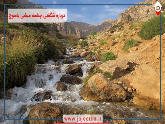 درباره شگفتی چشمه میشی یاسوج مطلع شویم +فیلم