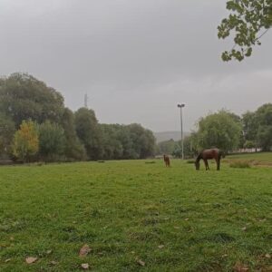 اجاره منزل 1 خوابه چشمه نباتی