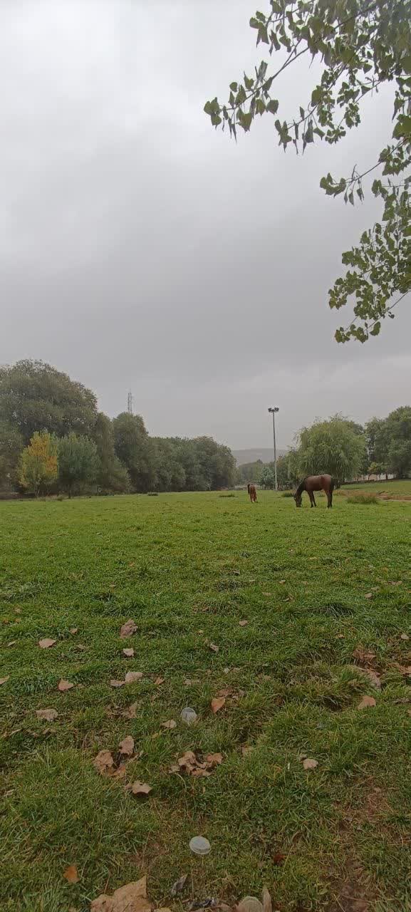 اجاره منزل 1 خوابه چشمه نباتی