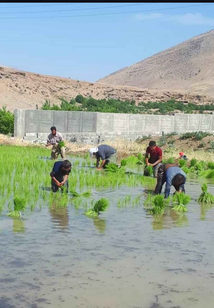 کشاورزی در شهر یاسوج 